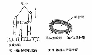 伸長生長と肥厚生長　　出所：大野(1971) p.326第1図